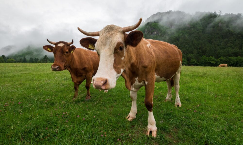 Cows