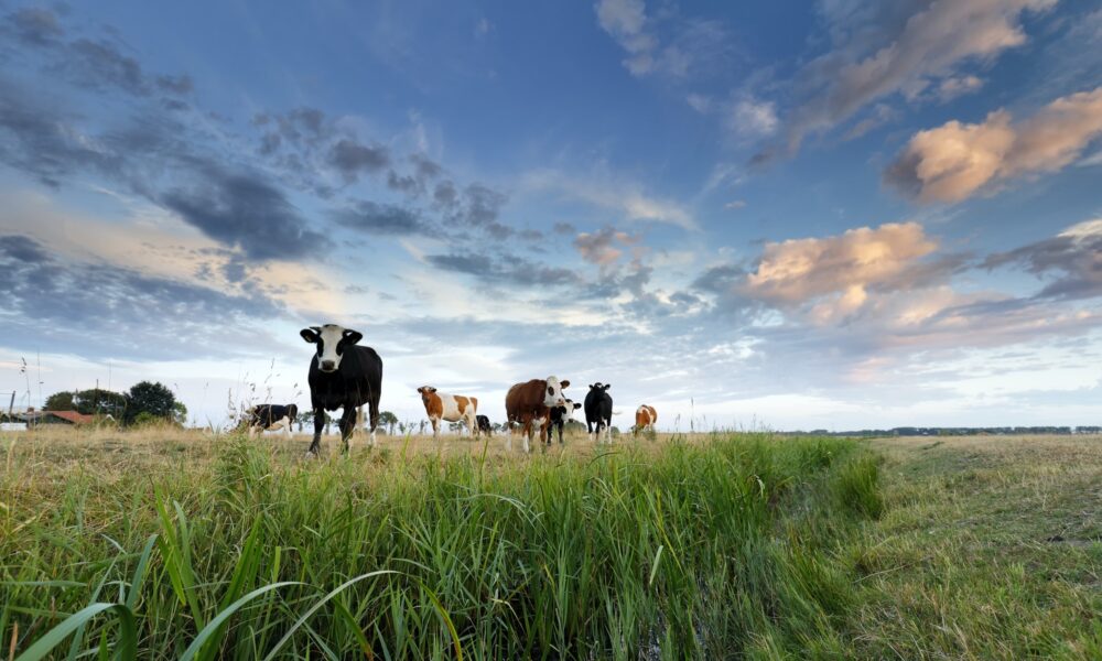 few cows on pasture at sunset