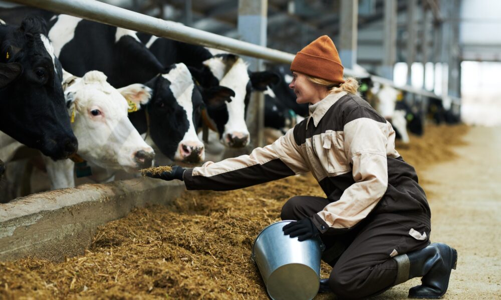 Side view of farmer stretching hand with pile of forge to one of cows